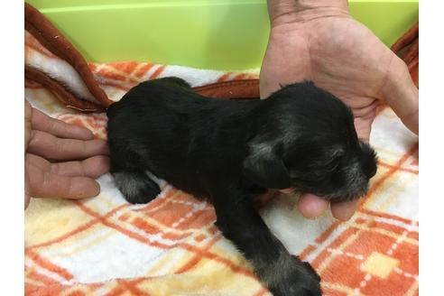 成約済の愛知県のミニチュアシュナウザー-31849の1枚目